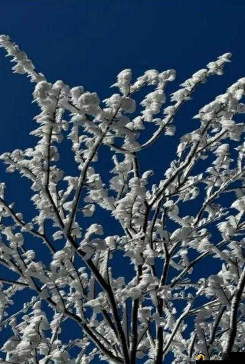 一日成仙：花落雪超详细打法流程