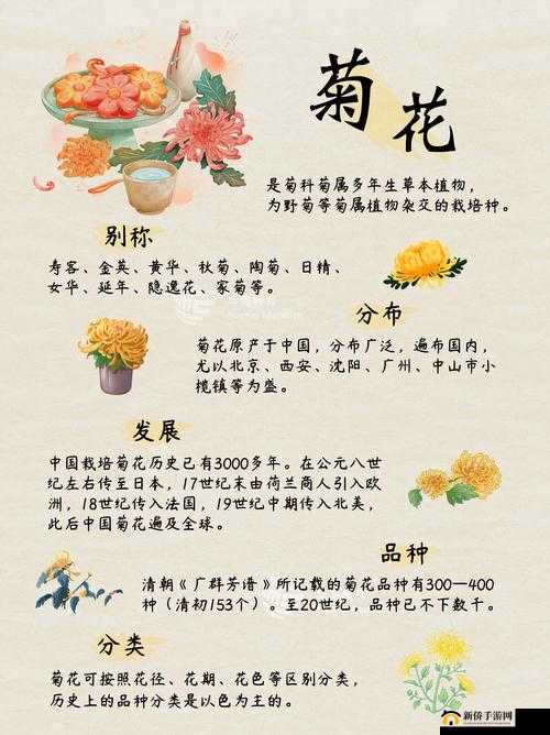 菊花开过与没开过的区别