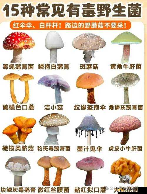 17c 爆料独家揭秘蘑菇：揭秘蘑菇的秘密