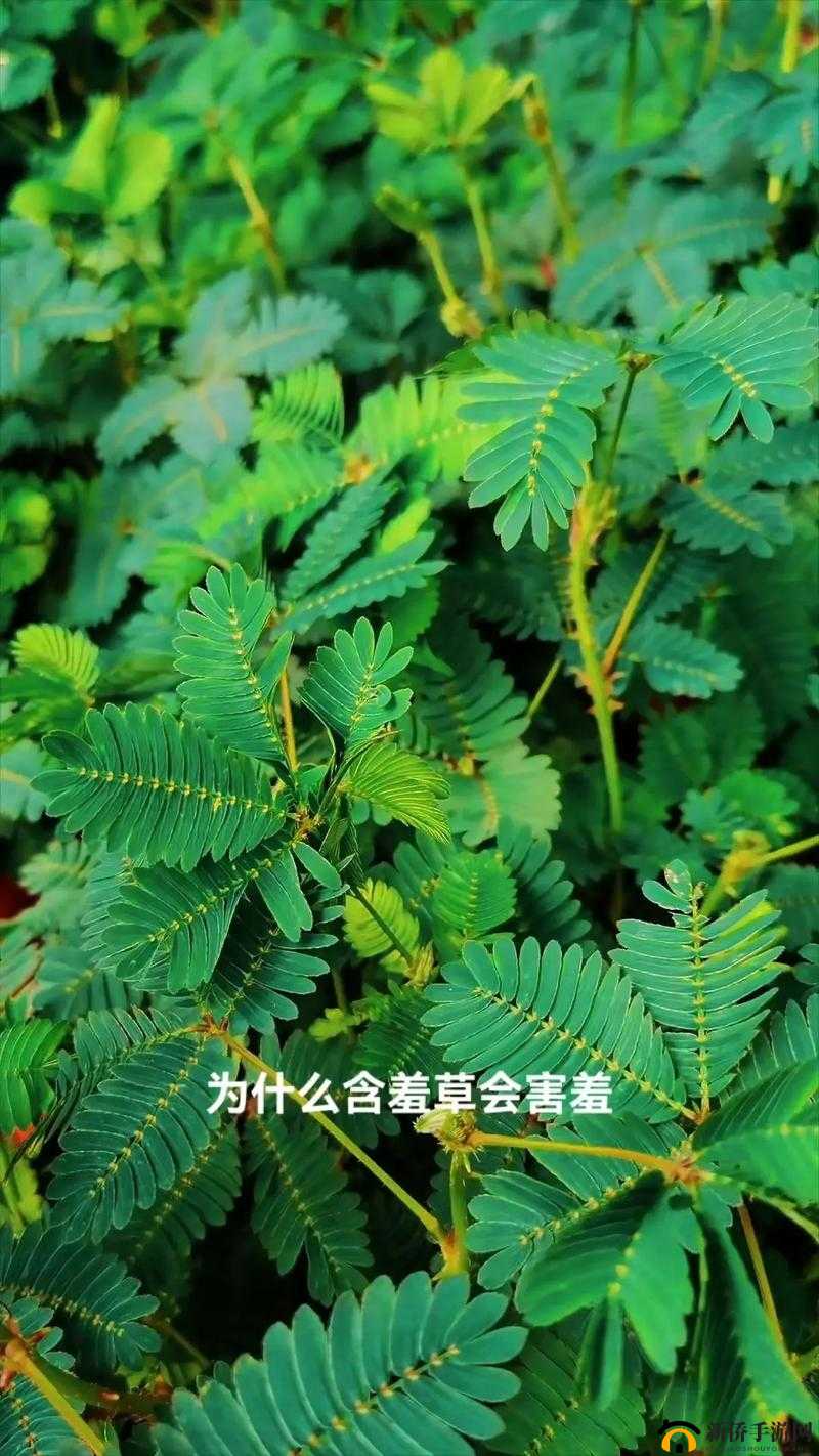 含羞草在线视频：带你领略植物奇妙世界