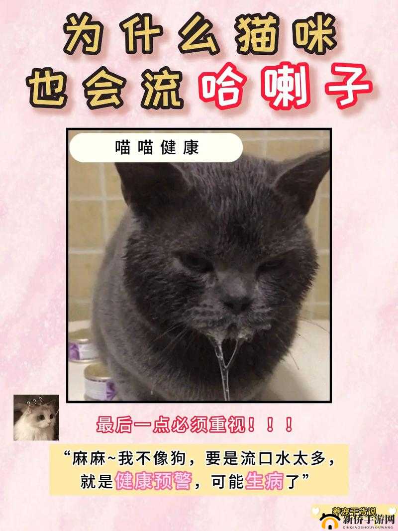 猫咪感冒会流口水吗？专家解答猫咪感冒症状及护理方法