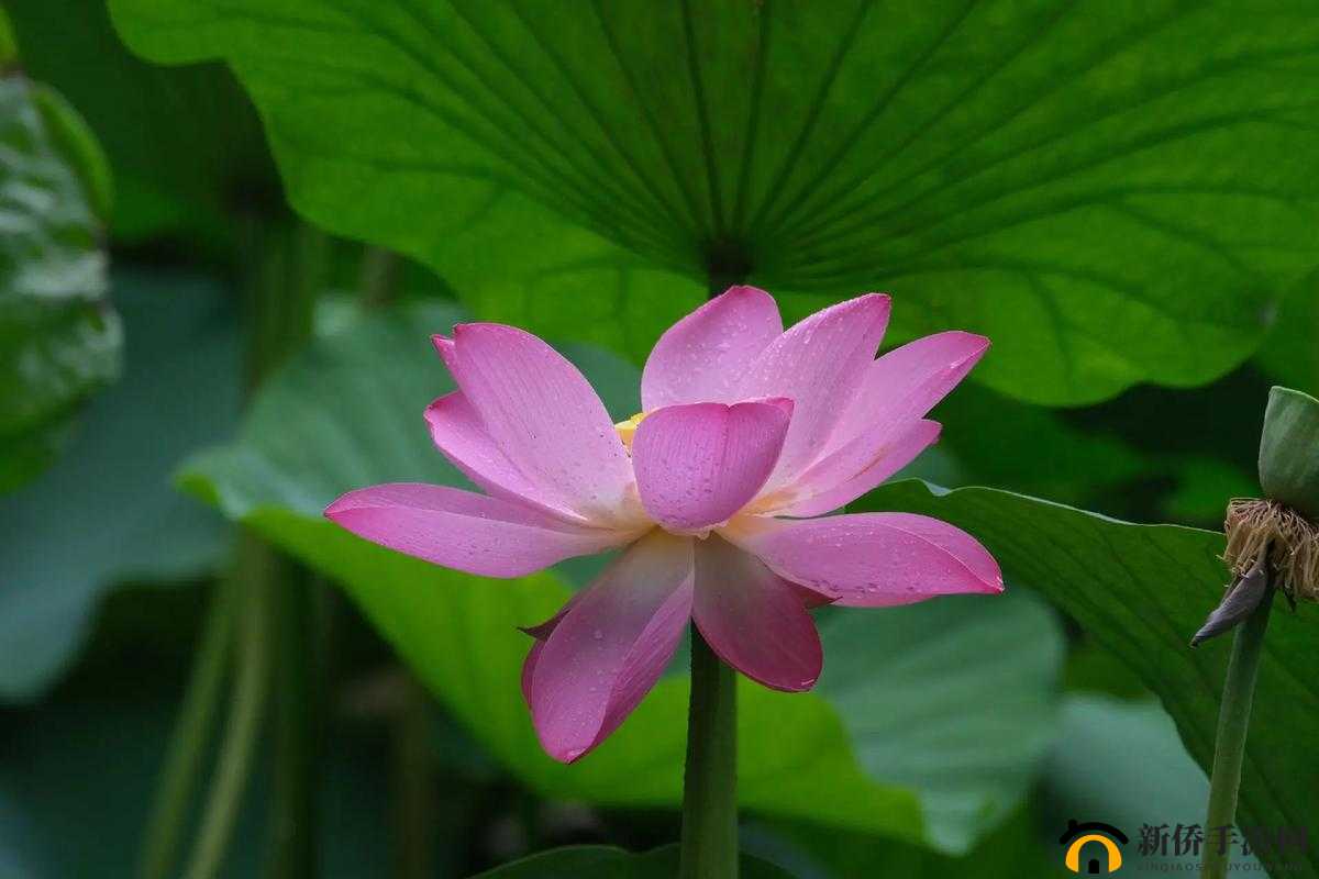 女子半夜莲花开怎么办什么意思：探寻其因与解法