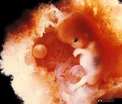 看我们结合的部位律动：生命的奇迹