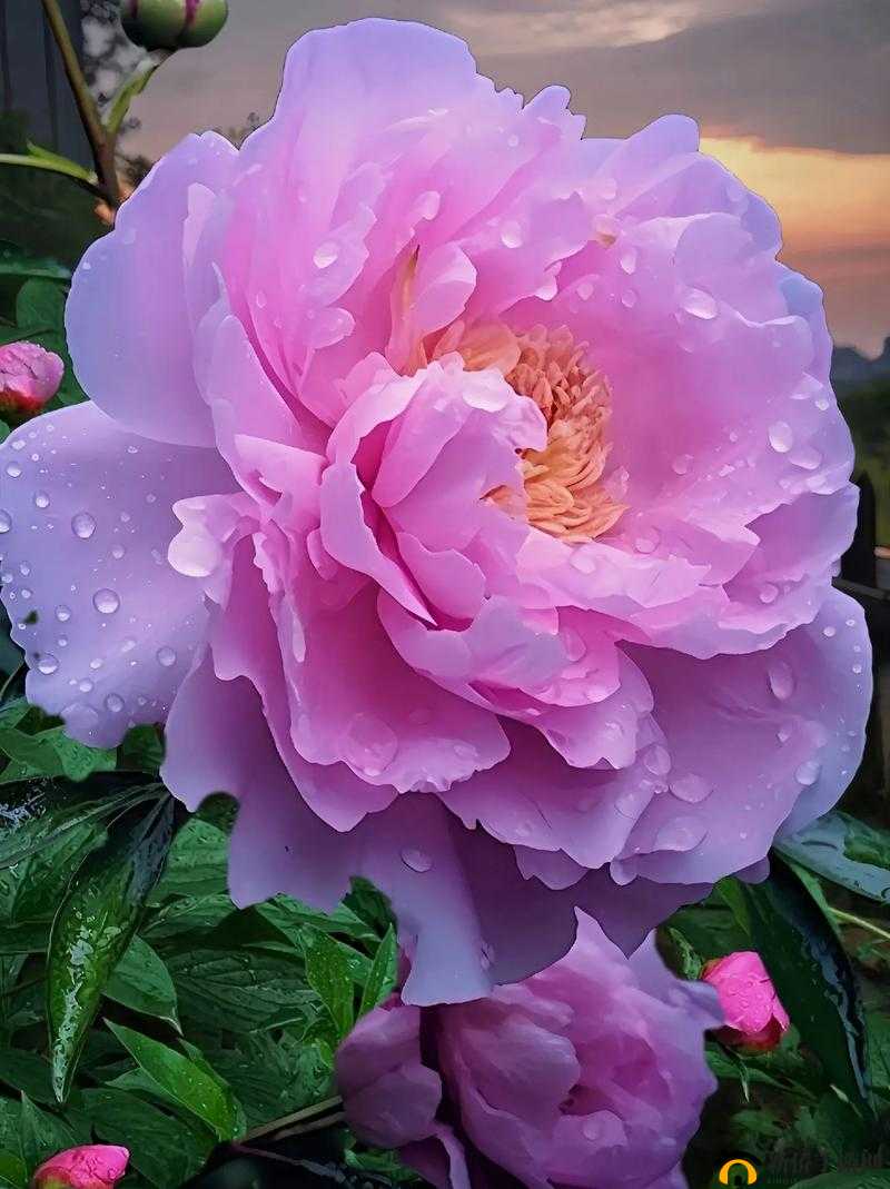 香软玉滑-林芍药：一朵娇艳之花