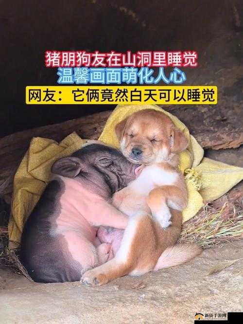 人 or 猪 or 狗已彻底下架：XX 不再提供服务