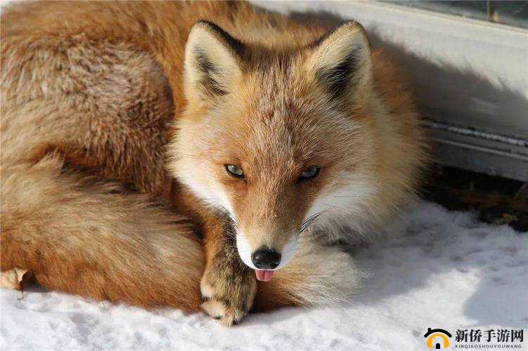 沉迷 1V2 一只小狐狸：不可自拔的爱恋