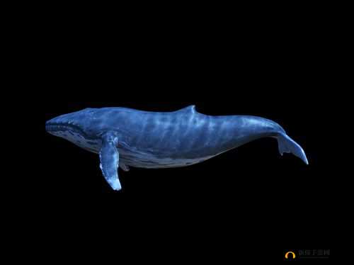 鲸鱼视频免费观看高清版 NBA-精彩赛事不停歇