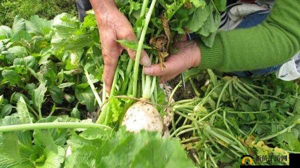 在野外用小雨伞拔萝卜好吗：趣味经历分享