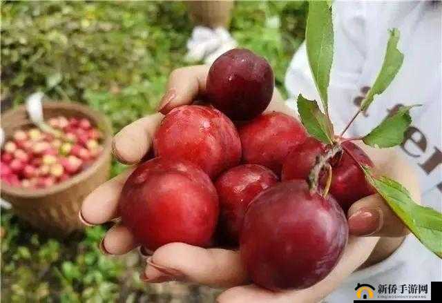 欧产日产国色天香水蜜桃品鉴：独特风味之享