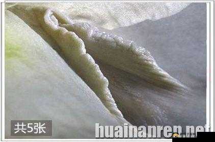 罕见精品一线天白馒头：大自然的奇妙馈赠