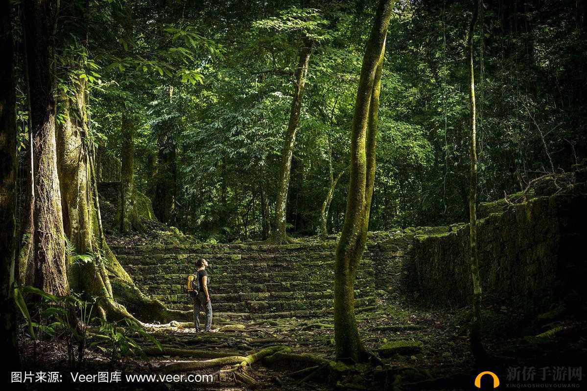 茂密丛林中的神秘探索