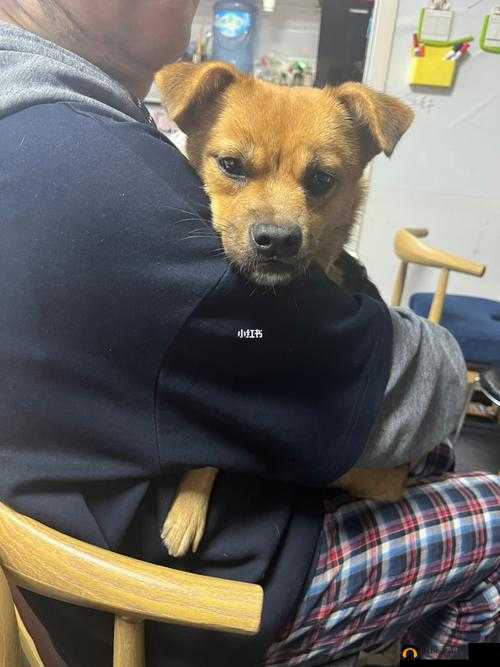 一人一狗卡住 6 小时要紧吗：后续如何