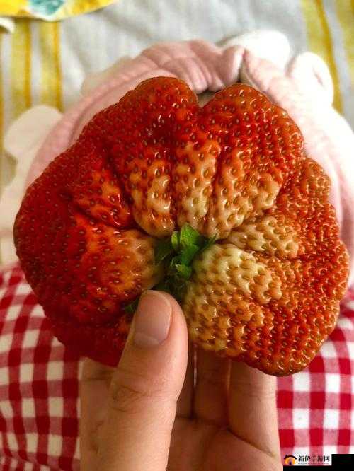 蜜丝婷大草莓 VS 小草莓对比：谁更出色