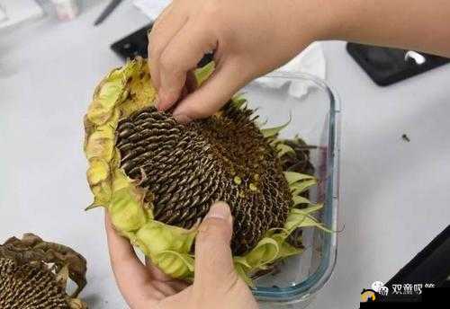 向日葵黄瓜榴莲丝瓜能否一起食用探讨