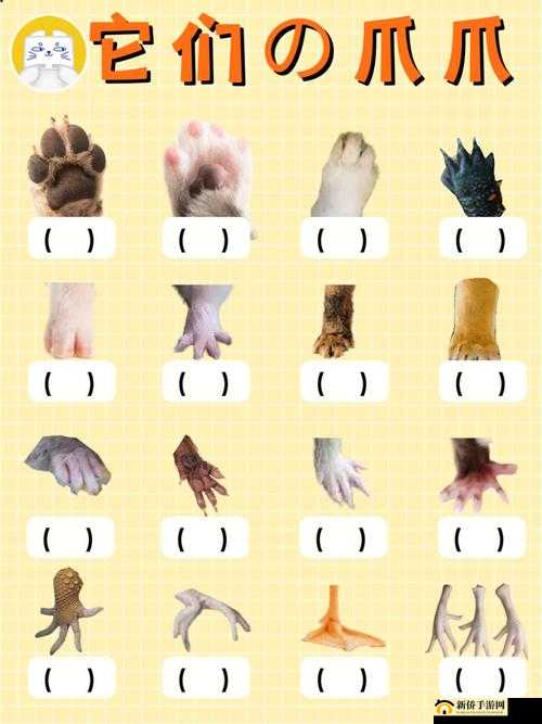 宠物四圣麒麟探秘：你知道它的爪子有几个手指甲吗？