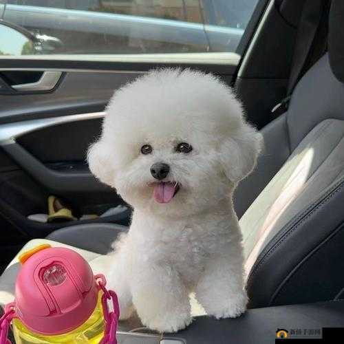 人狗胶配方大全狗狗一：探索人与狗之间的奇妙关系