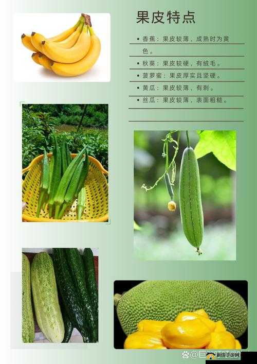 蔬菜特点大揭秘：香蕉、秋葵、菠萝蜜、黄瓜、丝瓜的区别
