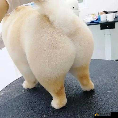 大白屁 HDHOOOPORND：这是什么意思呢