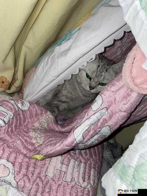 刚入睡感觉巨：探寻神秘的临睡体验