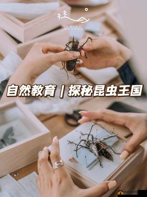 甲虫精灵：探索昆虫王国的策略战斗之旅