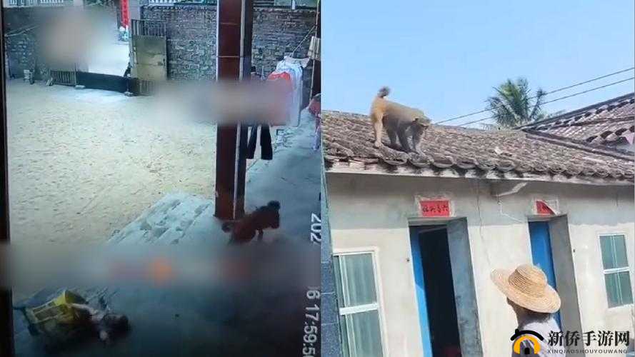 造猴子不盖被子的视频：为何不盖被子