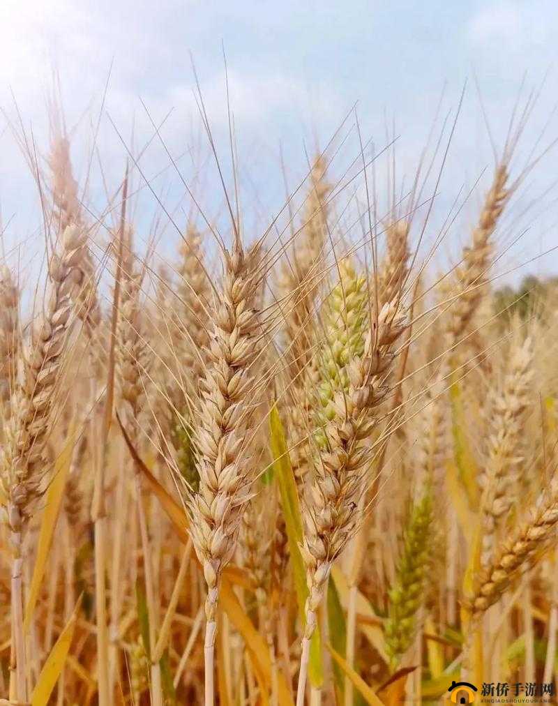 韩国朋友家的麦子：沉甸甸的收获与分享