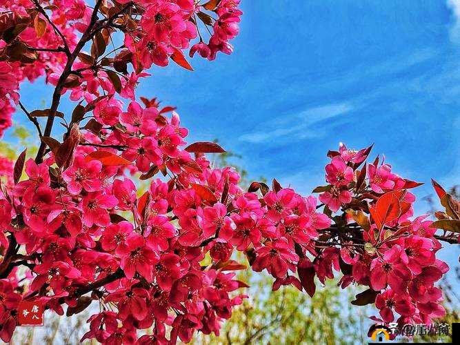 国色天香桃花朵朵开：爱情的美好绽放