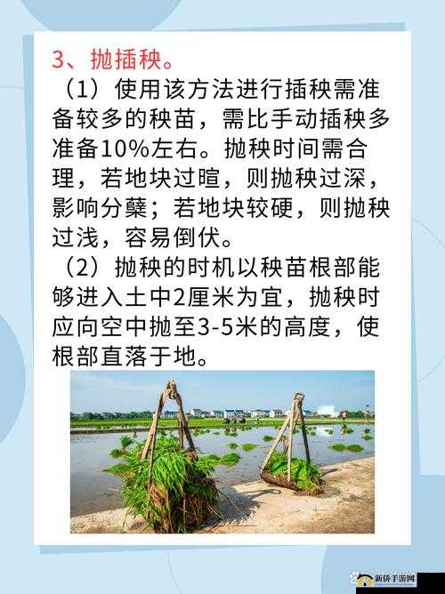 夫妻之间的 100 种插秧法：技巧与实践