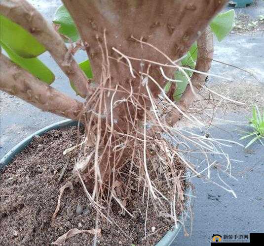 南方潮湿：树长气生根