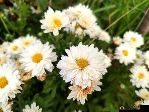 小雏菊官网价格：品质与价值的完美呈现