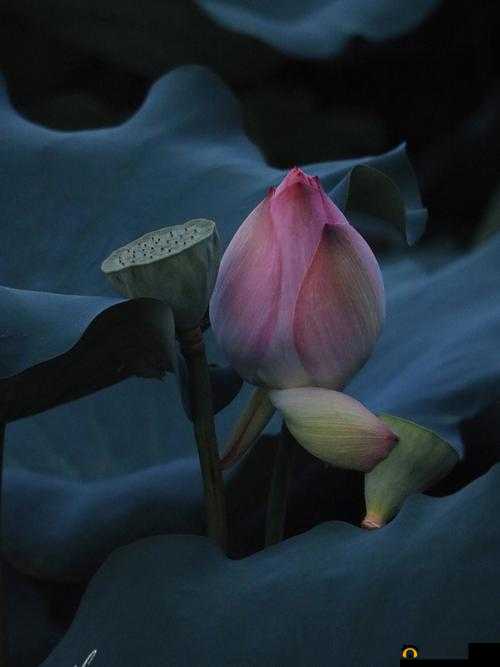 女性半夜莲花开放会自愈吗之探讨