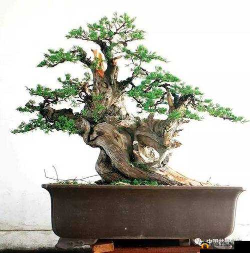 叫我大掌柜独家揭秘申老道神奇药方揭秘 申老道秘制药方配方探秘