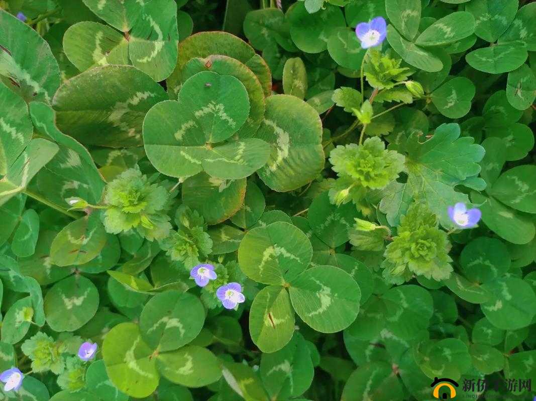 四叶草欧洲和国产区别：你所不知道的秘密