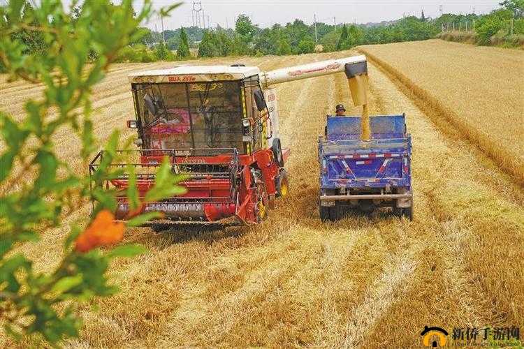 韩国朋友家麦子丰收啦