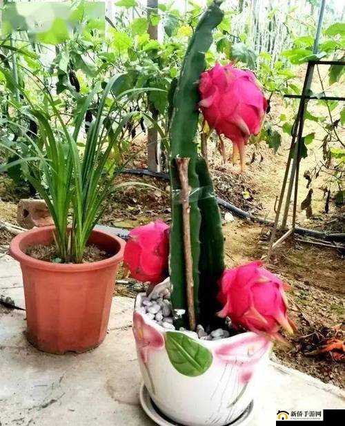 苏家有女 1v5 黄心火龙果：是她错了吗