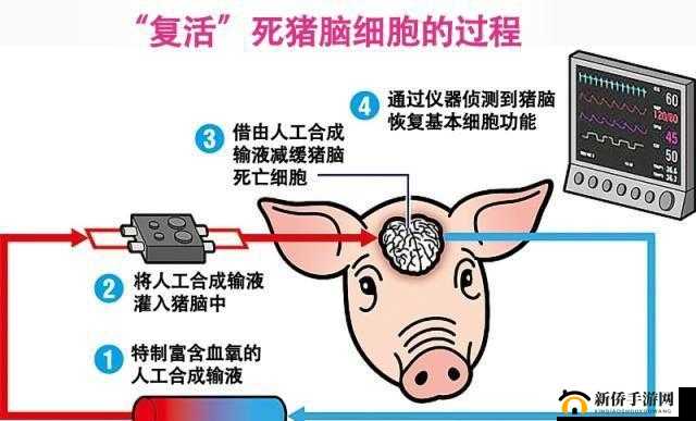 美国人与猪的 DNA：揭秘生命的奥秘