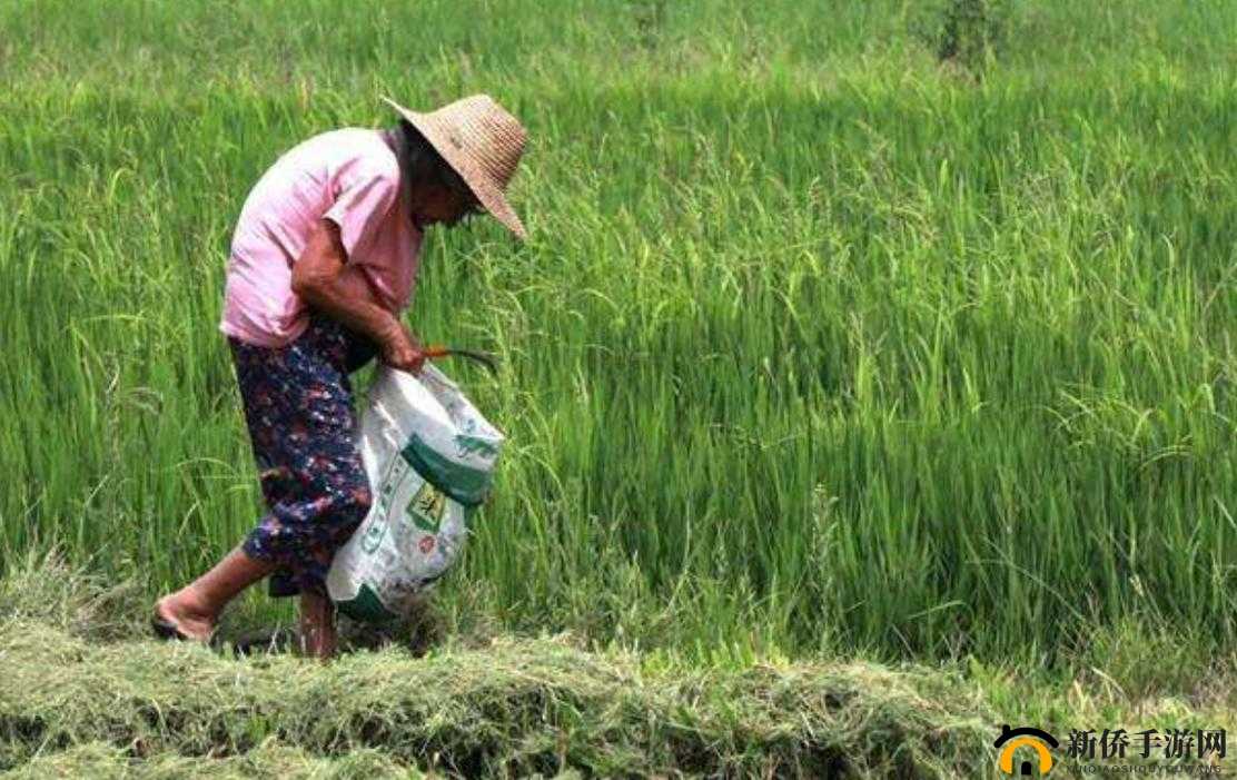 儿子耕种母亲的田地：反哺与传承
