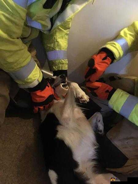 一人一狗卡住 6 小时：救援刻不容缓