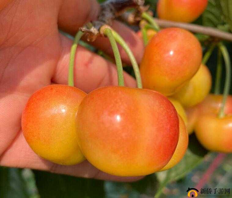 黄蜜大樱桃与红蜜区别对比