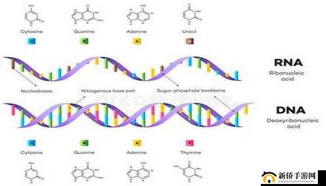 RNA 与 cDNA 杂交：探索基因表达的奥秘