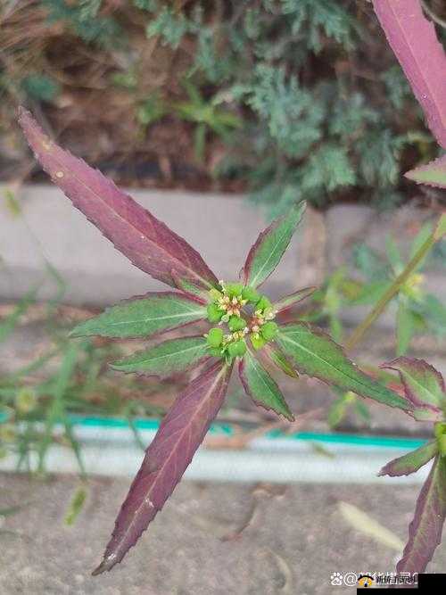 17c 草：独特的存在