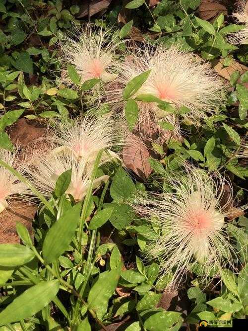 忘忧草日本www土豆：神奇的植物世界