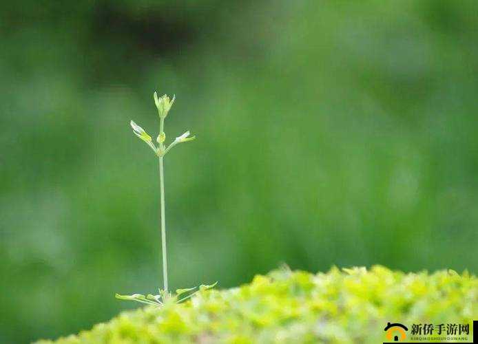 小草永久发 18 禁地布地扯：一片生机勃勃的绿色世界