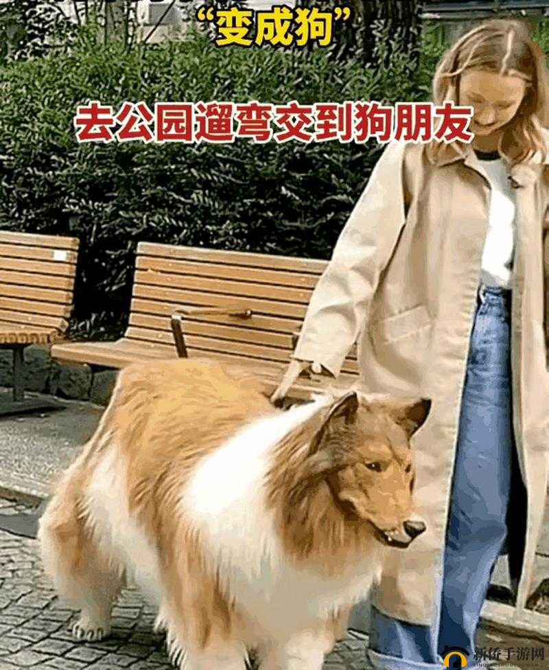 日本 MINDUP 狗与普通版对比：差异解析