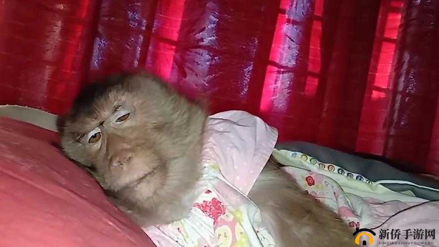 人生猴子全程不盖被子：别样体验