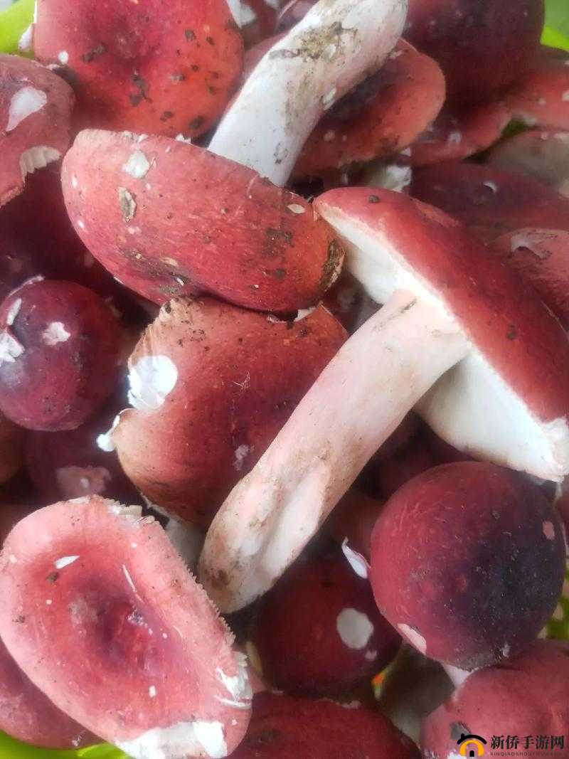 蘑菇视频：红色 logo 瞩目，点亮你的视界