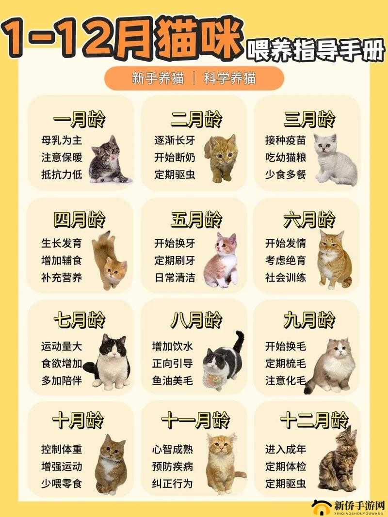 火影大人好不好玩？新手必看的全面攻略