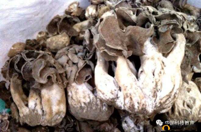 紫黑色蘑菇头顶开花缝：大自然的奇妙造物