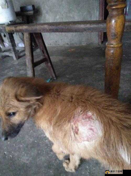 狗狗物品又硬又烫该如何处理