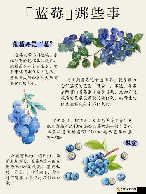 蓝莓污污污：关于它的有趣探讨